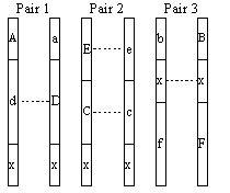 [ 3 Chromosome Pairs ]